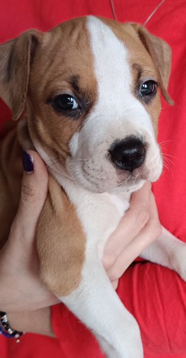 Wyjątkowy samiec GOTOWY DO ZMIANY DOMU American Staffordshire Terrier