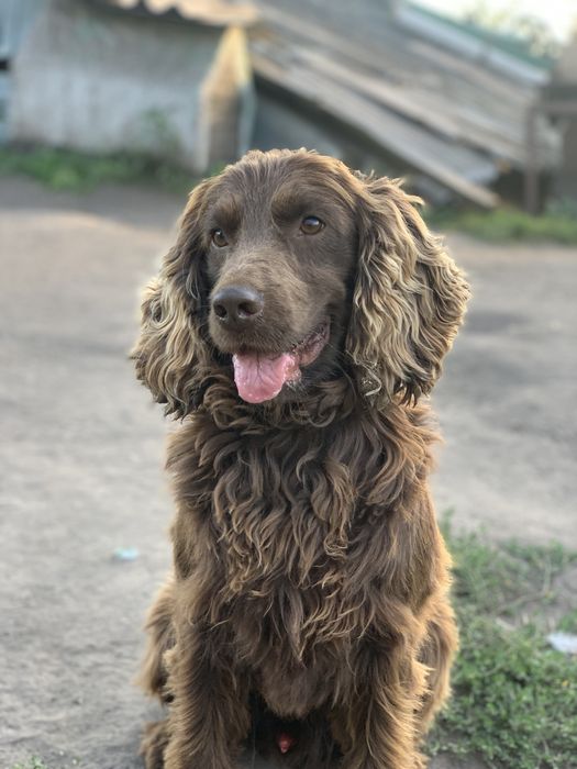 Англійський Спаніель для в'язки