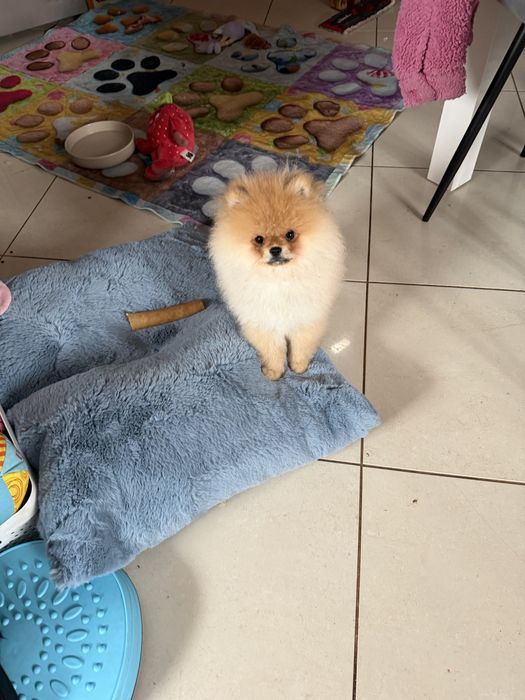 Szpic miniaturowy / pomeranian obłedny miś  GWIZDA FCI