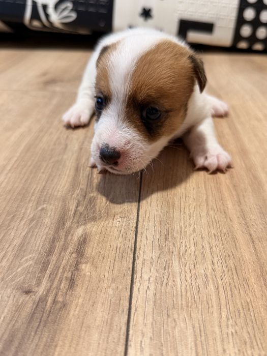 Piesek Jack Russel Terrier