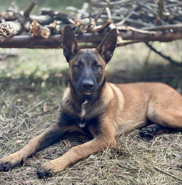 Owczarek Belgijski „ARES”.