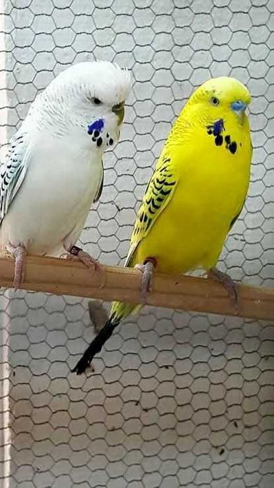 Aves criadas a mão meiguinhos