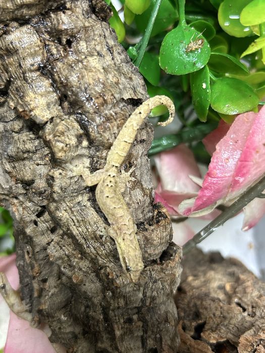 Gekon płaczący Lepidactylus lugubris mlode/srednie/dorosle