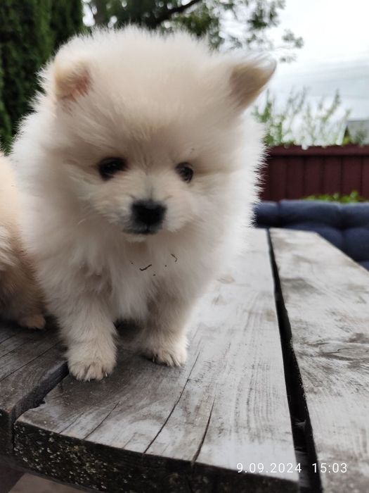 Pomeranian boo aktualne