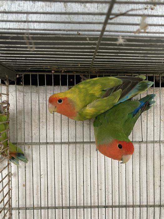 Casais agapornis para venda