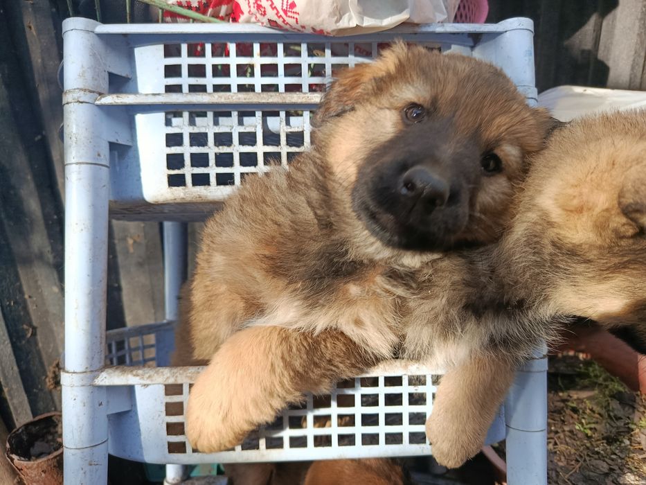 Отдам щенков в хорошие руки