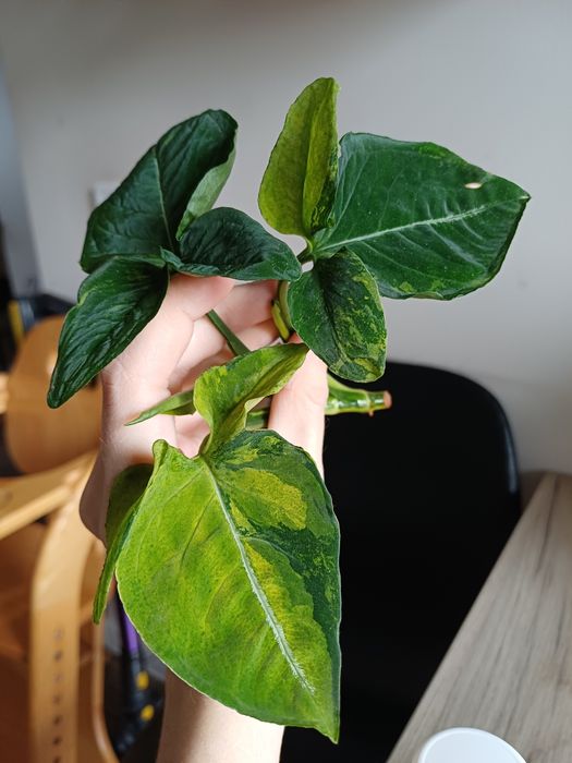 Syngonium scrambled eggs