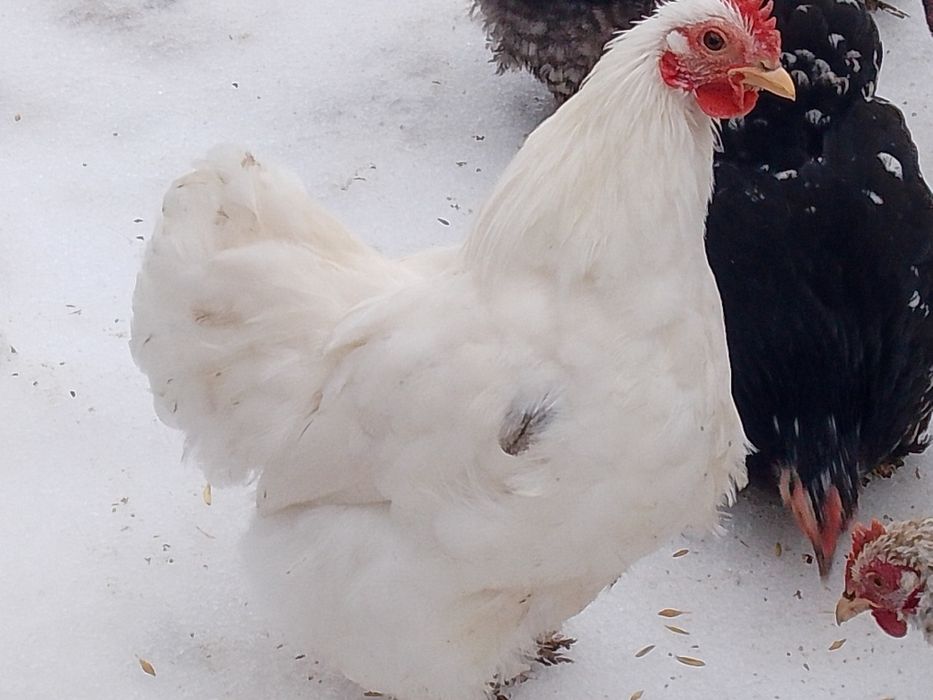 Кохінхін карликовий