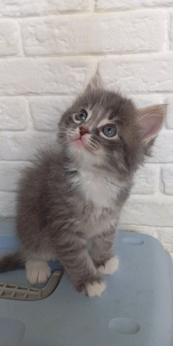 Котята мальчики и девочка