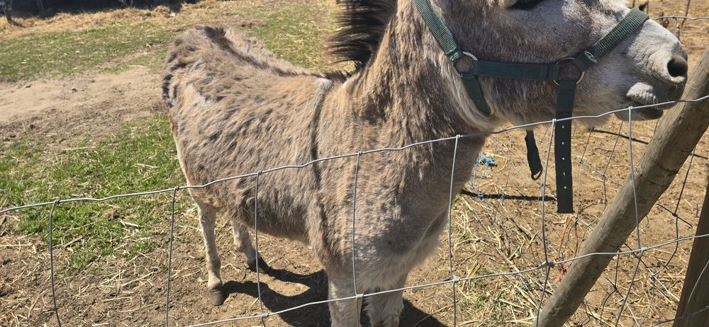 Burro mansinho com 5 anos