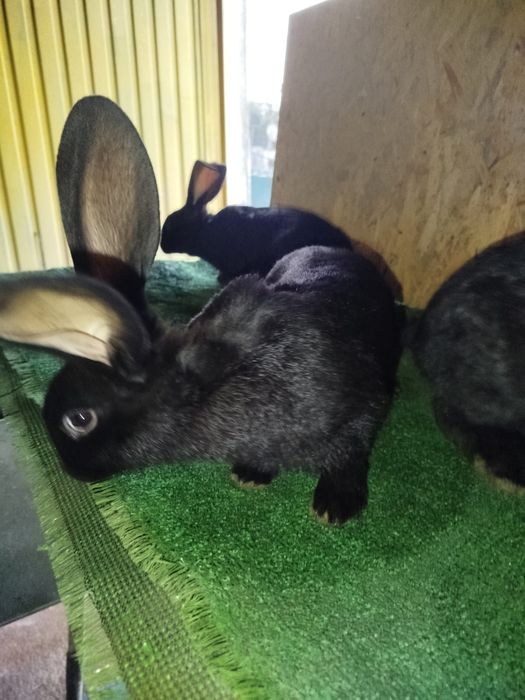 Coelhos cruzados Gigantes borboleta pretos