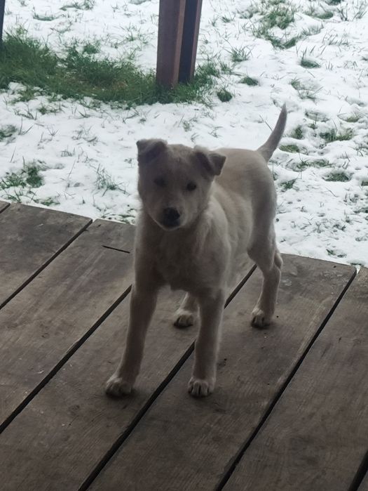 Віддам у добрі руки