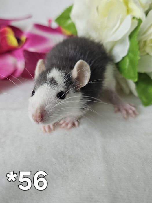 Szczur szczury szczurki