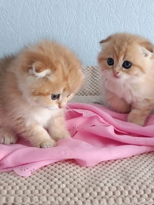 Грайливі котики вільні