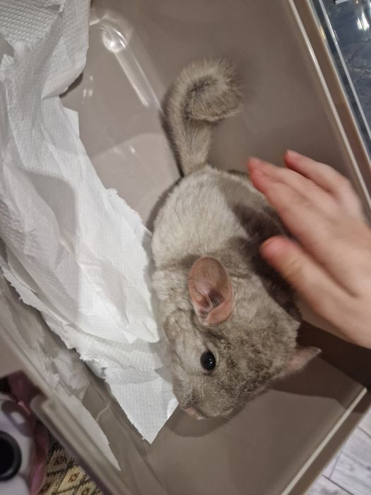 Szynszyl chinchilla шиншила