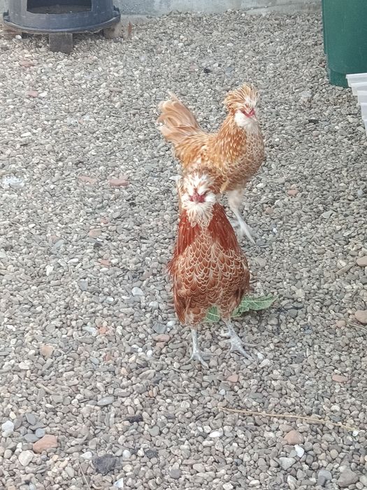 Galinhas para venda várias raças