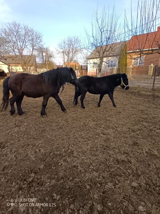 Продам гарні поні.
