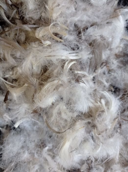 Пух-перо гусей//