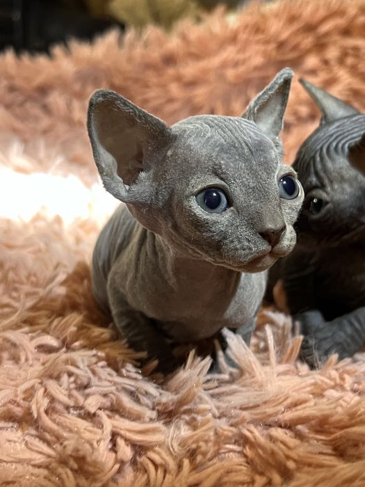 Канадский сфинкс — 3 девочки и один мальчик