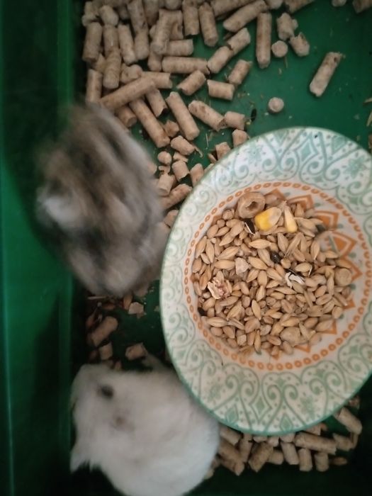 Хомячки Кременчуг