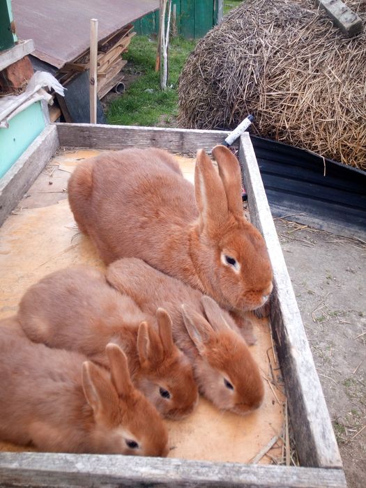Новозеланці червоні