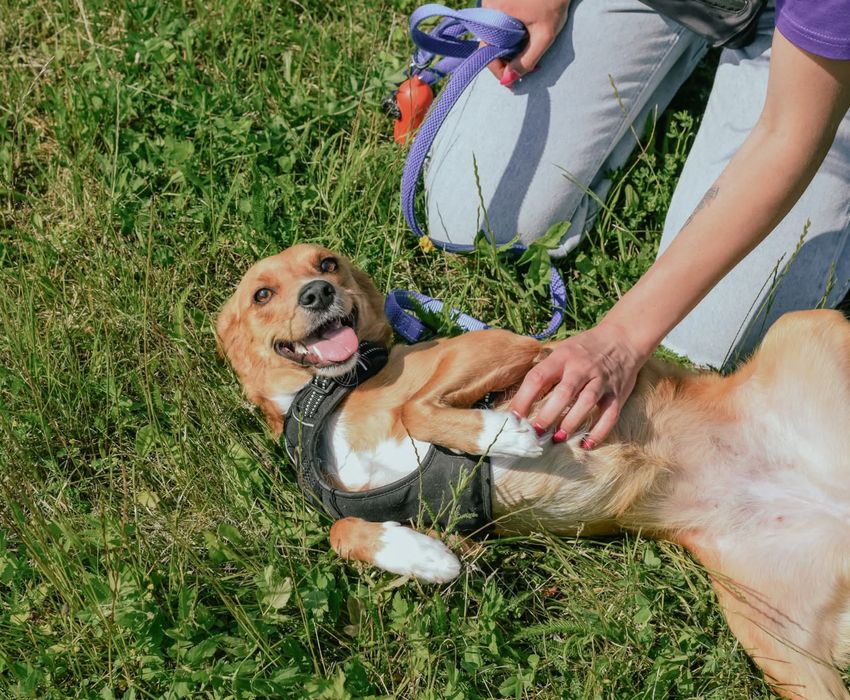 Czy Fanta dostanie szansę