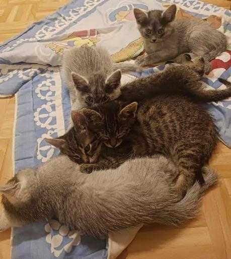 małe kotki szukają nowego domu !!!