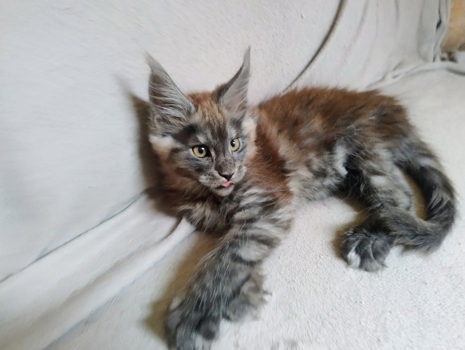Kocięta Maine Coon