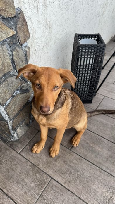 Віддам в добрі руки цуциків