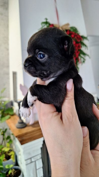 REZERWACJA !!!Czarna sunia Chihuahua