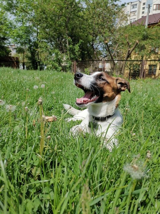 Кобель Джек Рассел-терьер ищет девочку.