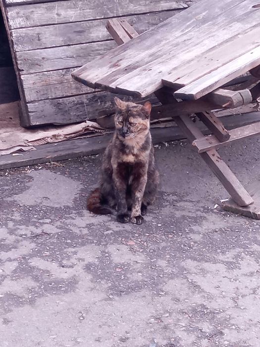 Кішечка черепахового окрасу, таббі - Зімба