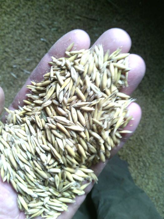 Sprzedam owies zołty