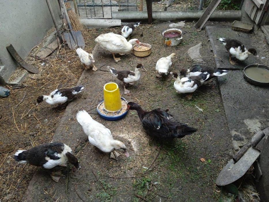 Качки шипуни німецької лінії