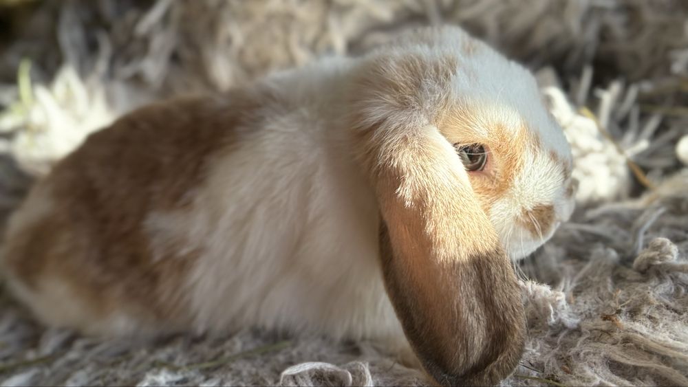 Kroliczek minilop samiczka