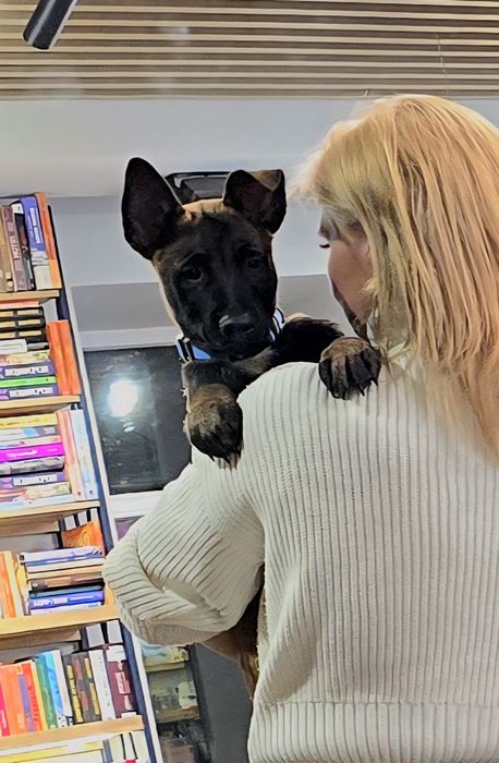 Цуценята Бельгійської вівчарки (діти Супер Гранд Чемпіона України))