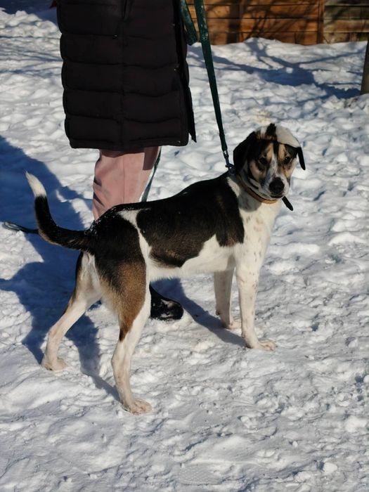 Pies z tupetem szuka domu