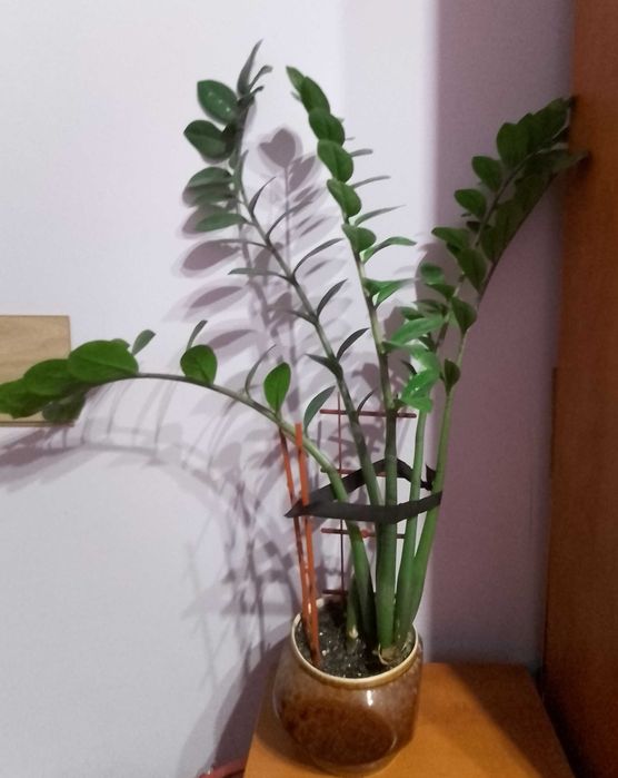 Заміокулькас, доларове дерево / долларовое дерево