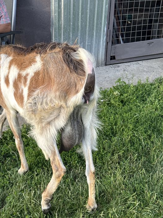 продам козу молочну