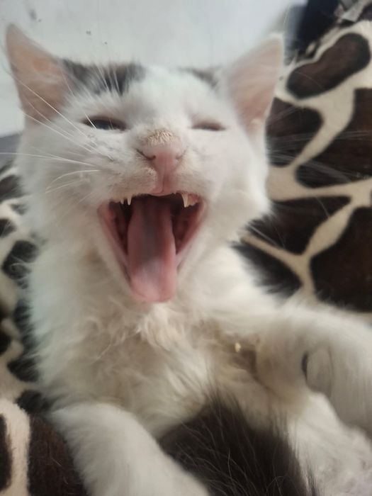 Kot Filemon do adopcji