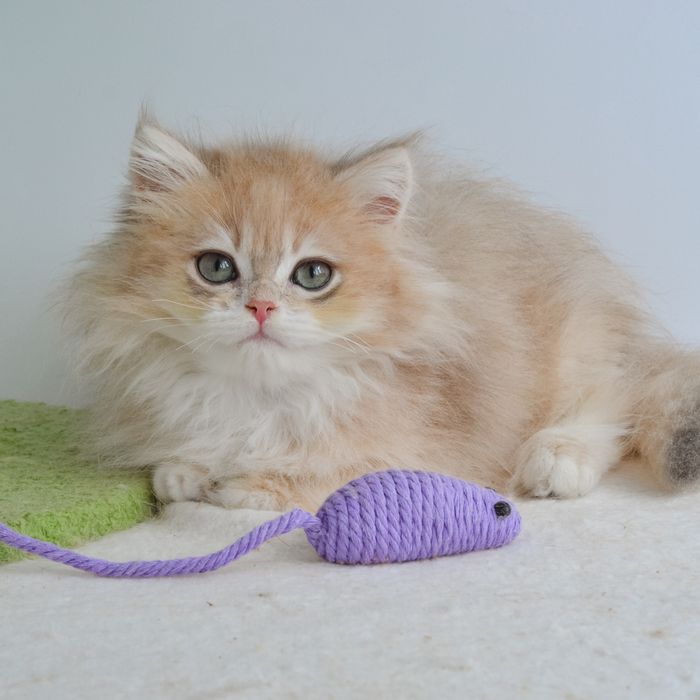 Київ. Котик в блаkитнoму зoлoті