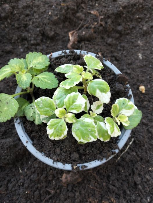 Plantas ornamentais e suculentas