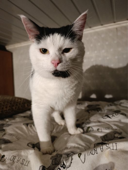 Котики в добрі руки!