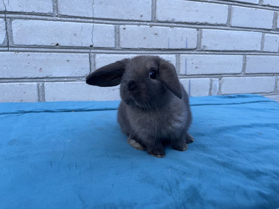 Karzełek Baranek/Mini Lop - Rodowód/Metryka Królik Króliki