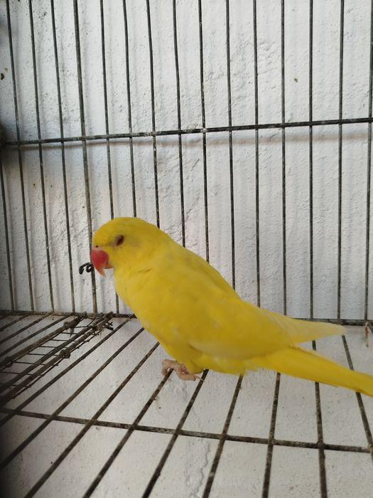 Ring necks bebés