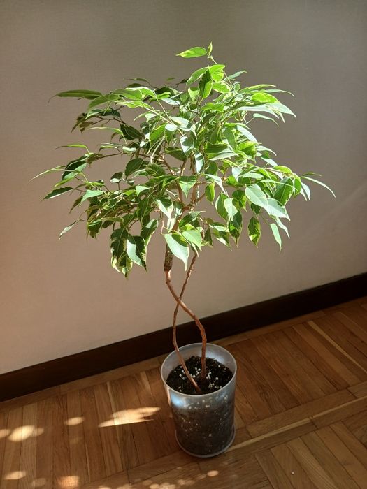 Продам фікус  бенджаміна