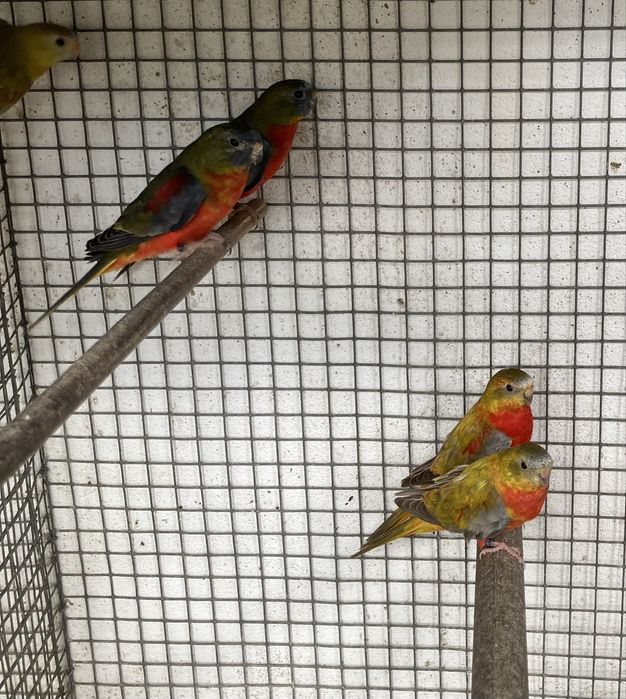 Neophema pulchella (turquoisines )