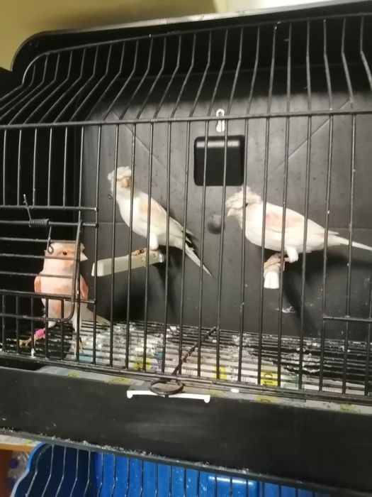 Canários arlequins português