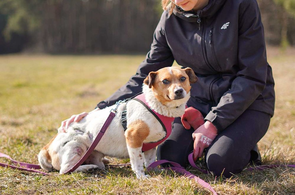 Uroczy Precelek w typie jack russell terriera szuka domu!