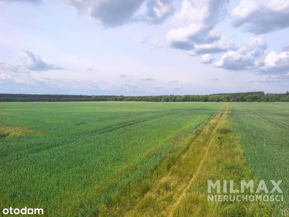 Duża działka rolna 16,45 ha – gmina Mieszkowice - Widok 4